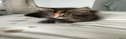 Maine Coon cats for sale: Pure maine coon girl  - Advert 4