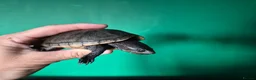 Turtle reptiles for sale: CB25 Black Musk Turtle in Carlisle - Advert 3