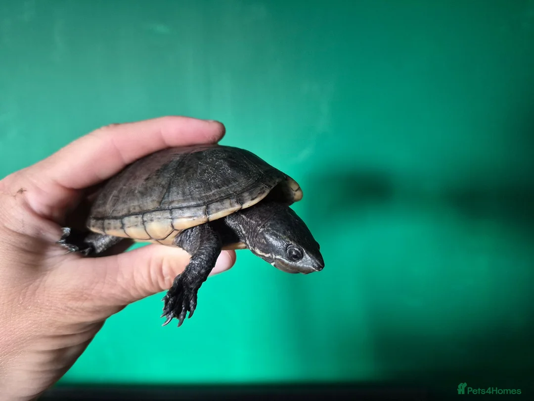 Turtle reptiles for sale: CB25 Black Musk Turtle in Carlisle - Advert 3