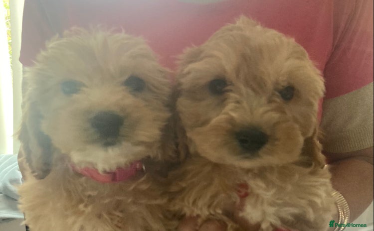 Cockapoo dogs - Advert 12