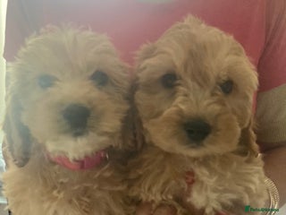 Cockapoo dogs - Advert 5