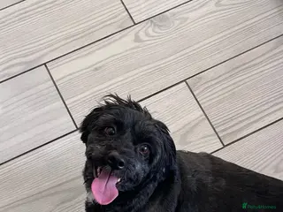 Shihpoo dogs Loving adult Shihpoo girl - Advert 1