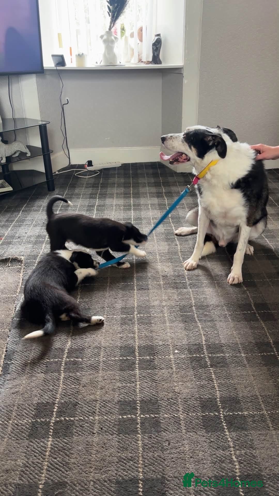 Border Collie dogs 2 collie pups  - Advert 1