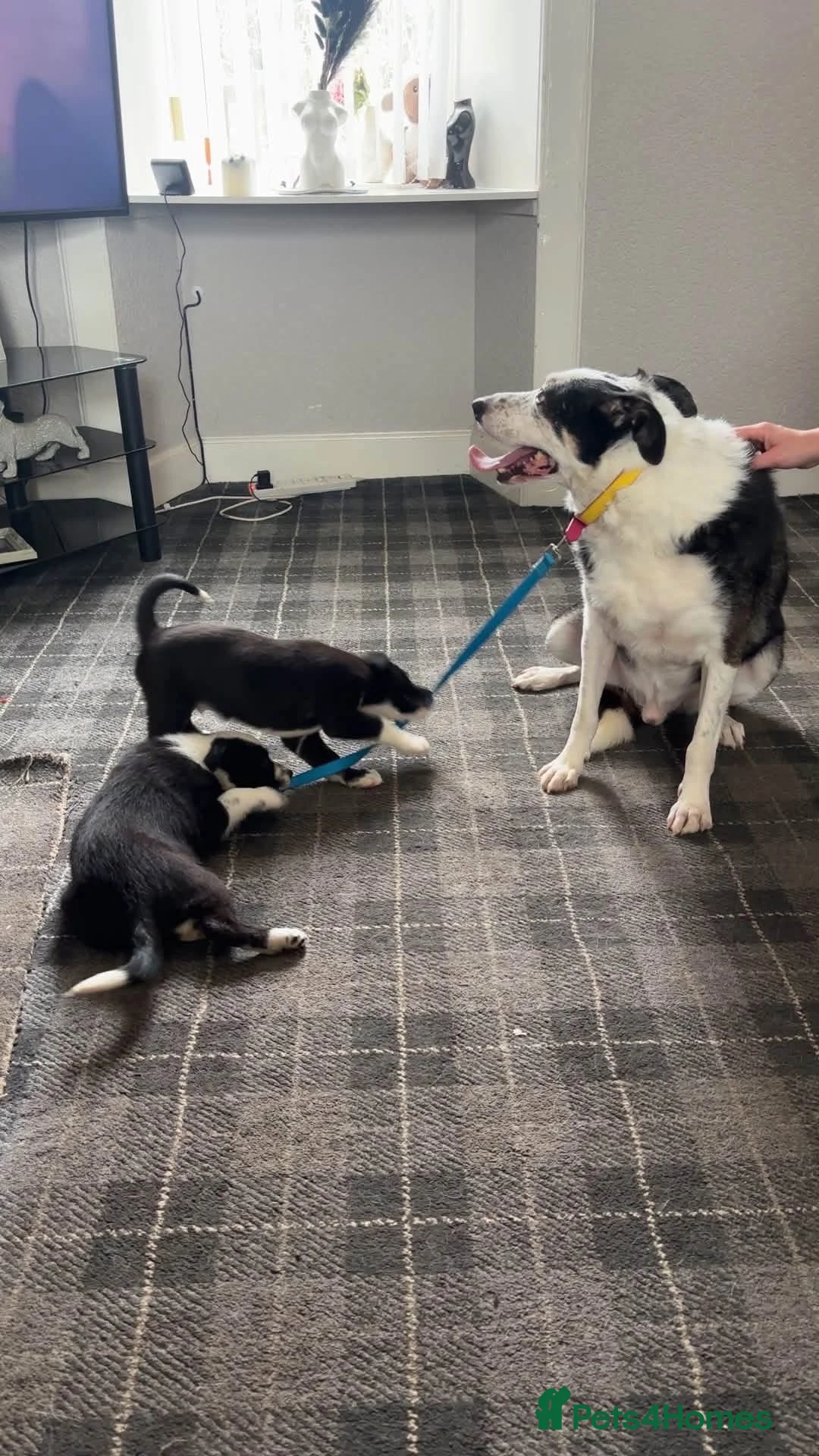 Border Collie dogs for sale: 2 collie pups  - Advert 1