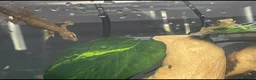 Gecko reptiles for sale: 4 Mourning Geckos + Complete Setup Included - Advert 2