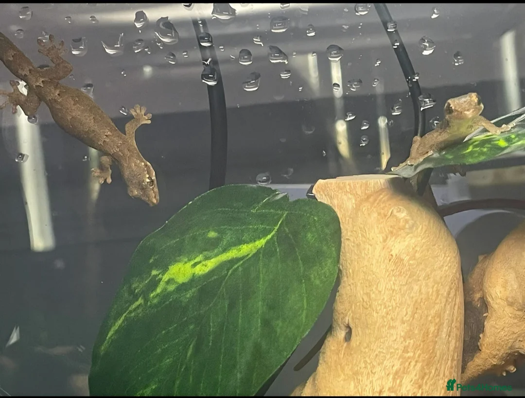 Gecko reptiles for sale: 4 Mourning Geckos + Complete Setup Included - Advert 2