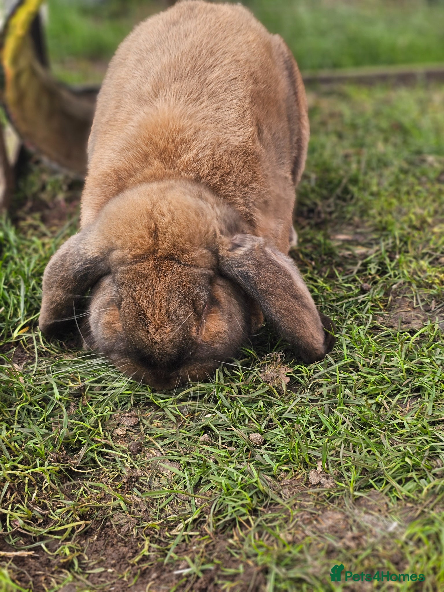 French Lop rabbits Giant French Lop Buck, Sooty Fawn - Advert 2