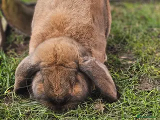 French Lop rabbits Giant French Lop Buck, Sooty Fawn - Advert 1