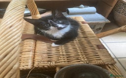Mixed Breed cats for sale: 4 kittens  - Image 4