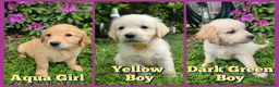 Golden Retriever dogs for sale: KC Puppies cream & gold - Advert 4
