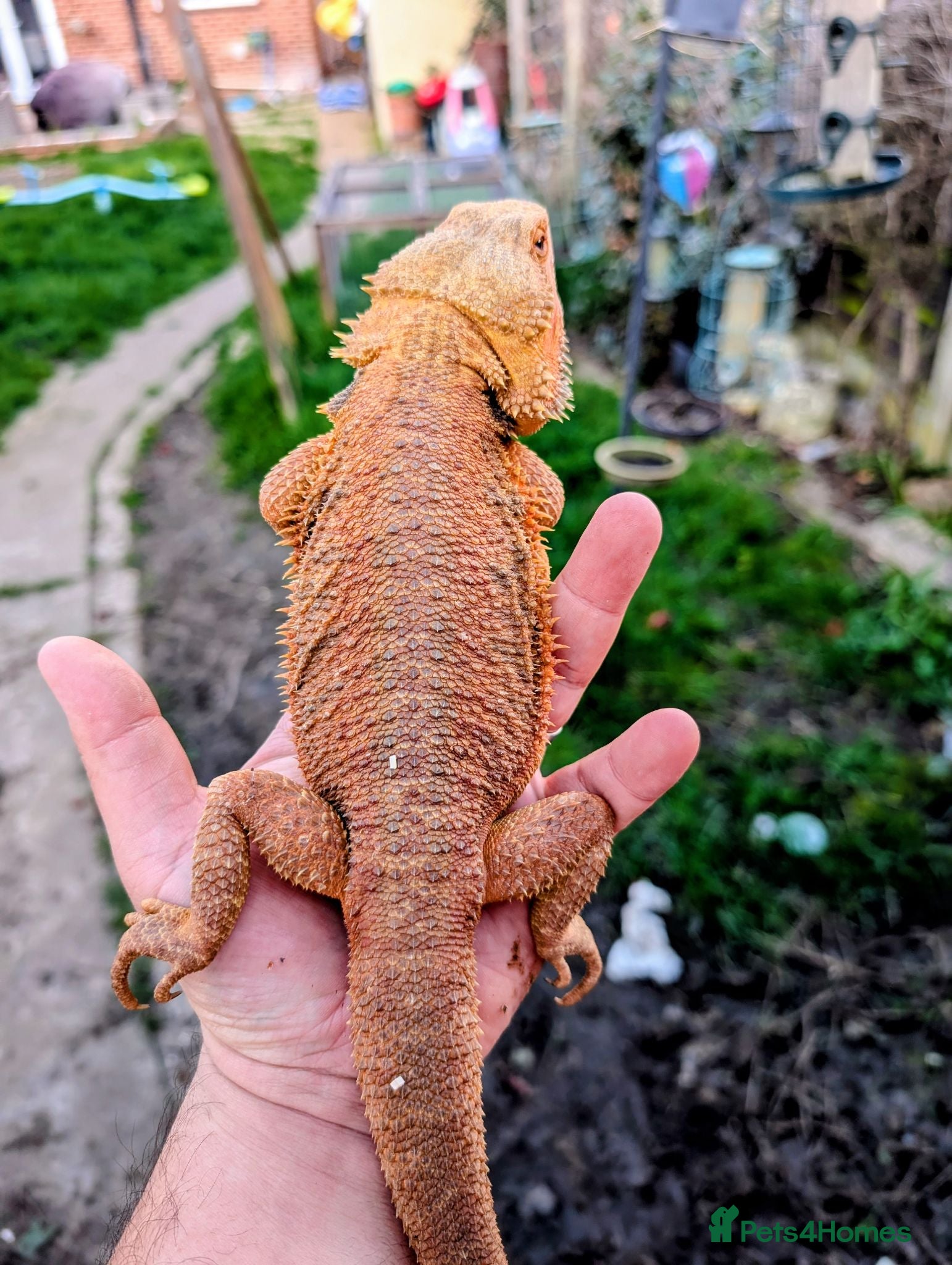 Bearded Dragon reptiles 2 x male red monster hypo trans het witblits   - Advert 2