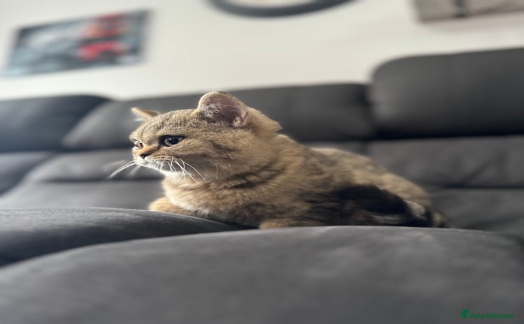 British Shorthair cats - Advert 4