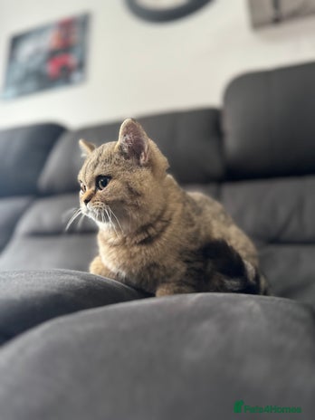 British Shorthair cats - Advert 7