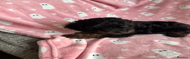 Cockapoo 4