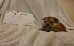 Mixed Breed dogs for sale: Yorkie-pom puppies  - Image 8