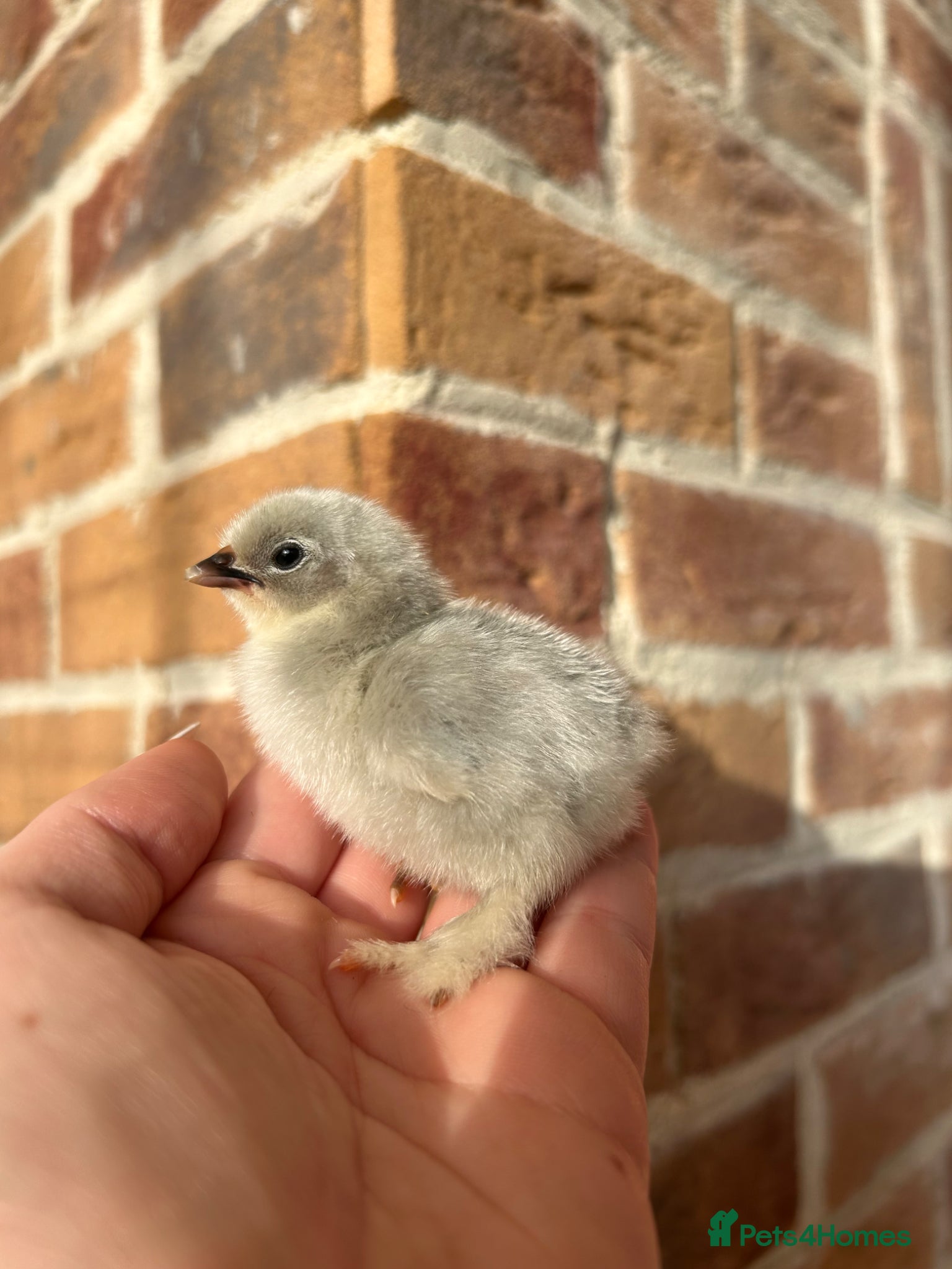 Ducks poultry Pure breed chicks, polish, sableboot and lavender  - Advert 6