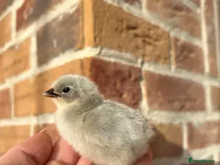 Ducks poultry Pure breed chicks, polish, sableboot and lavender - Advert 6