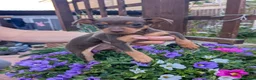 Mixed Breed dogs for sale: Russian Toy Terrier x Miniature Pinscher Puppies - Advert 4