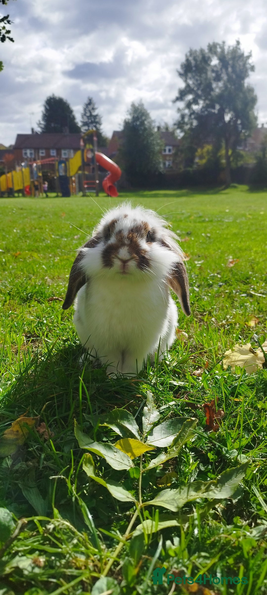 Mini Lop rabbits for sale: Mini loop  - Image 1