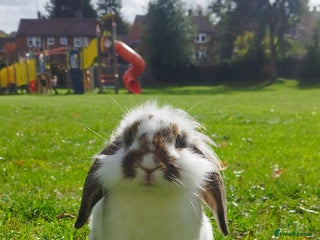 Mini Lop rabbits - Advert 3