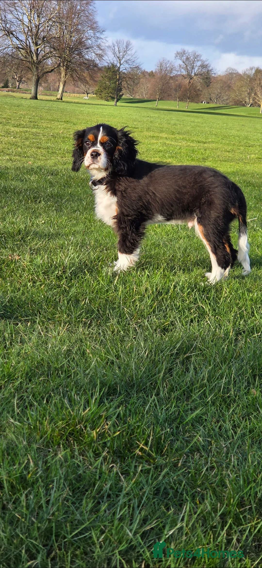 Cavalier King Charles Spaniel dogs for sale: King Charles cavalier  in Perth - Advert 2