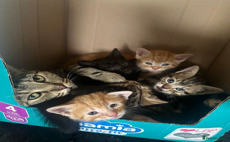 Mixed Breed cats for sale - Advert 1
