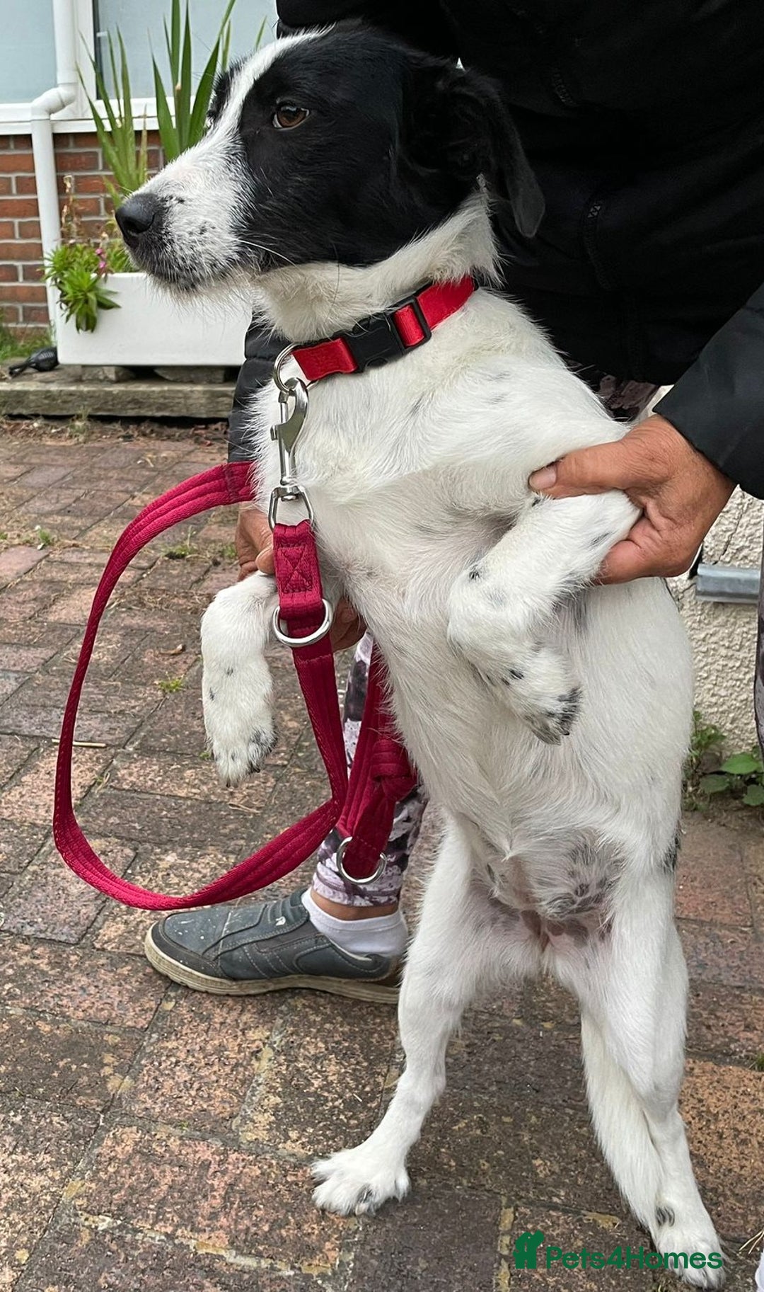 Mixed Breed dogs for adoption: Beautiful & Gentle LALY - for a Loving Home - Image 14
