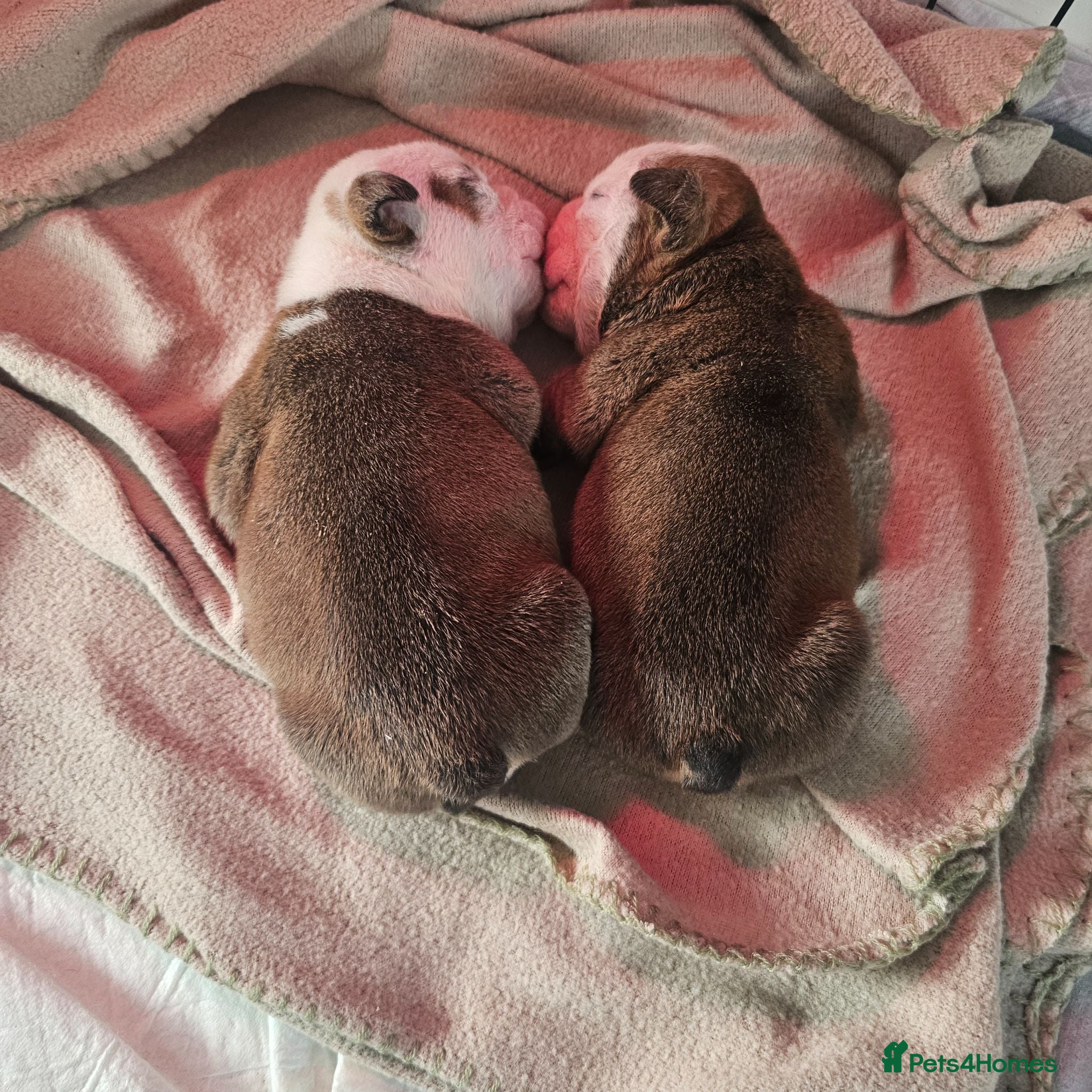 English Bulldog dogs British bulldog pups - Advert 2