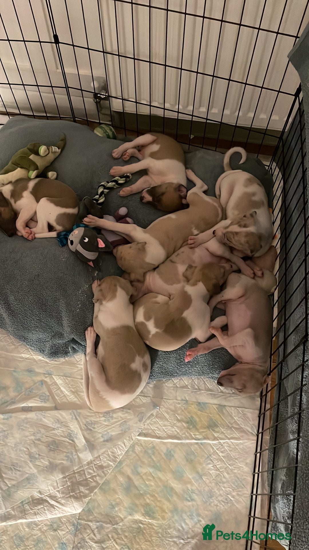 Whippet dogs for sale: Whippet pups  - Image 11