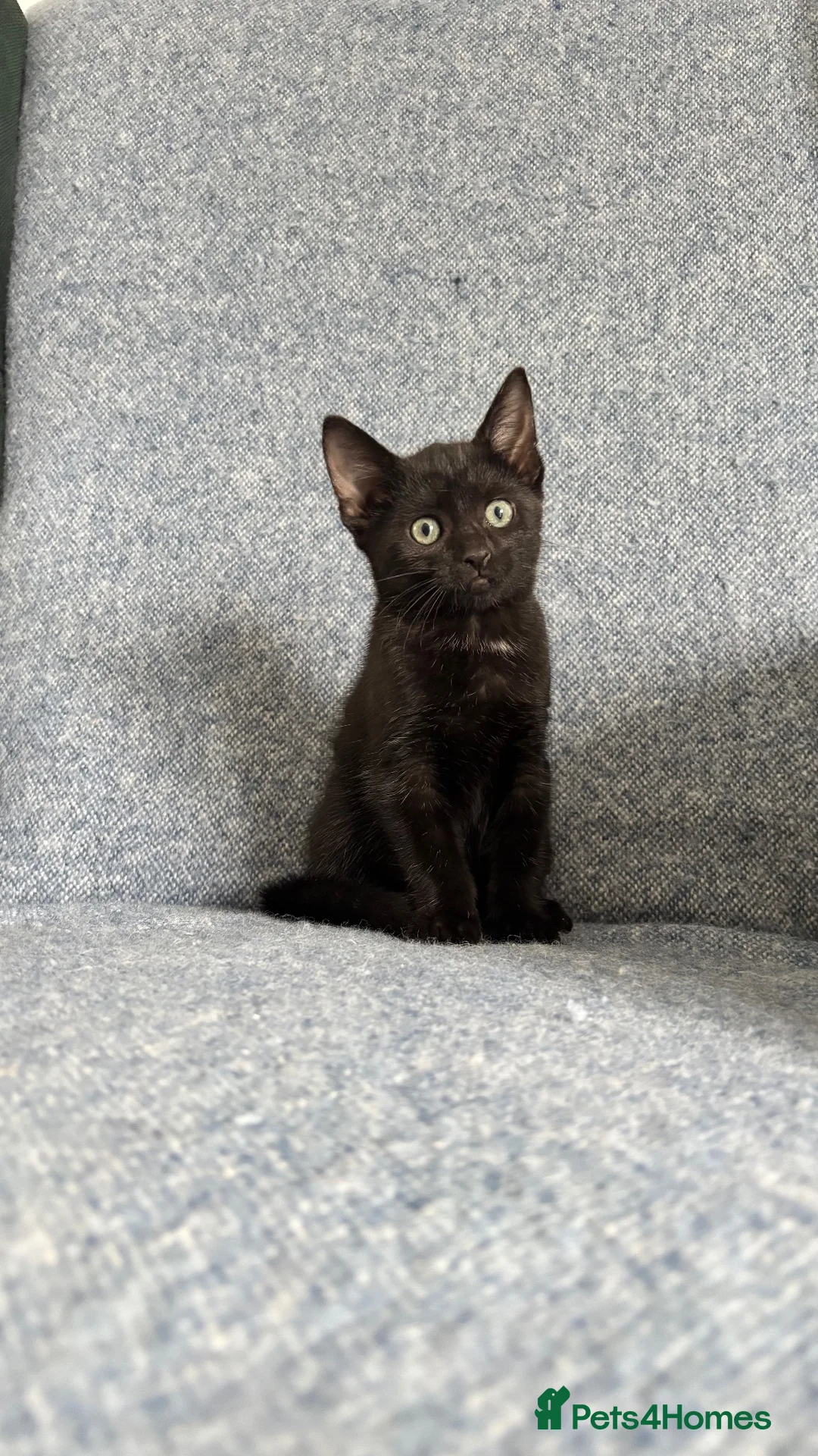 Mixed Breed cats for sale: Beautiful black female kitten🩷 - Advert 1