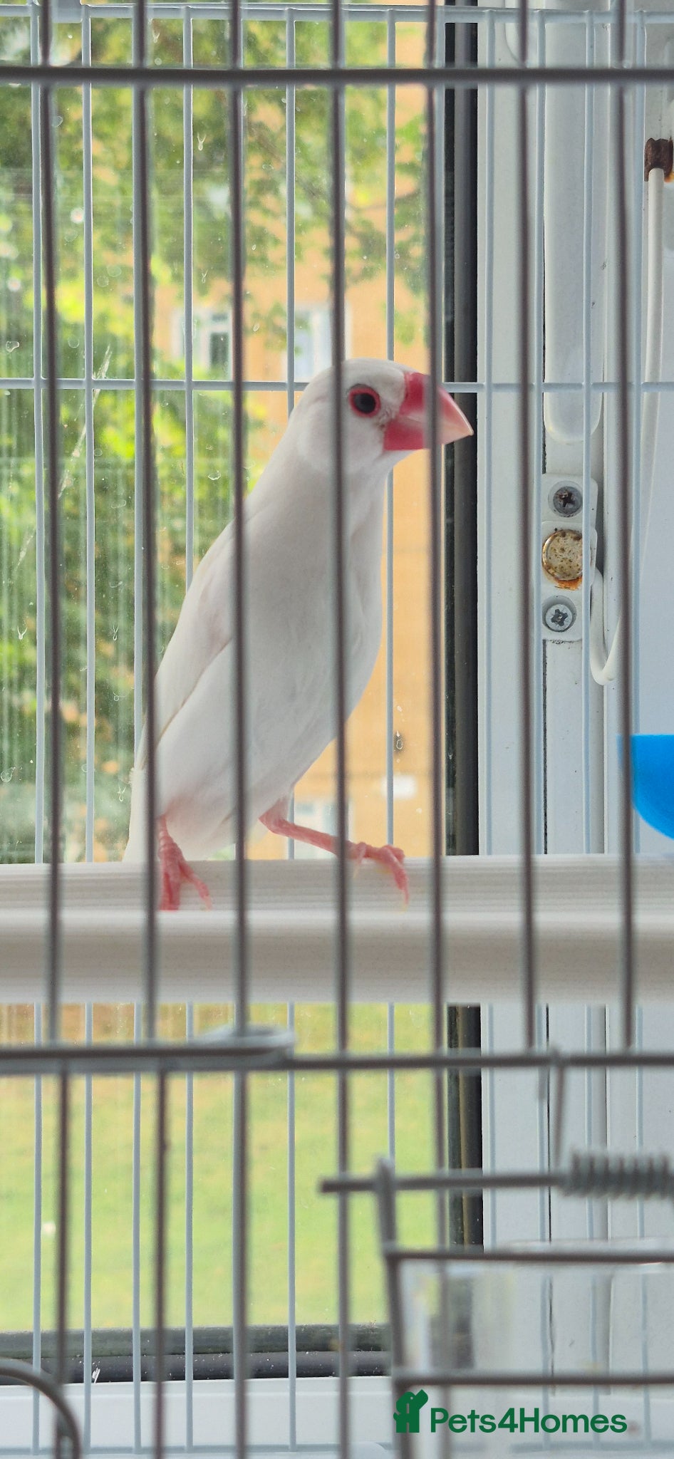 Finches birds Singing Java finches  - Advert 3