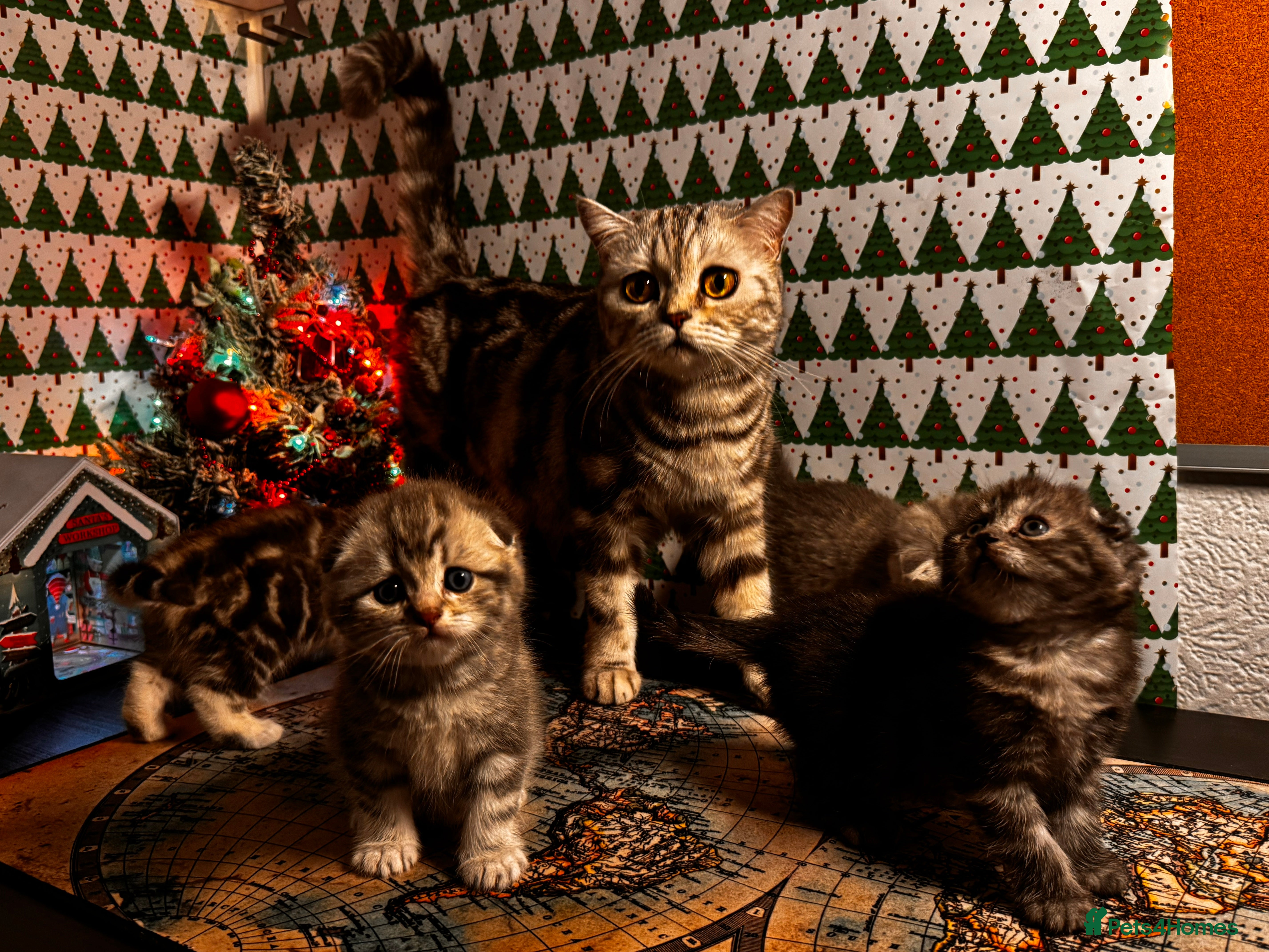 Scottish Fold cats 4 Beautiful Scottish Fold Kittens - Advert 2