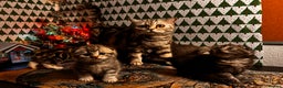 Scottish Fold cats for sale: 4 Beautiful Scottish Fold Kittens - Advert 1