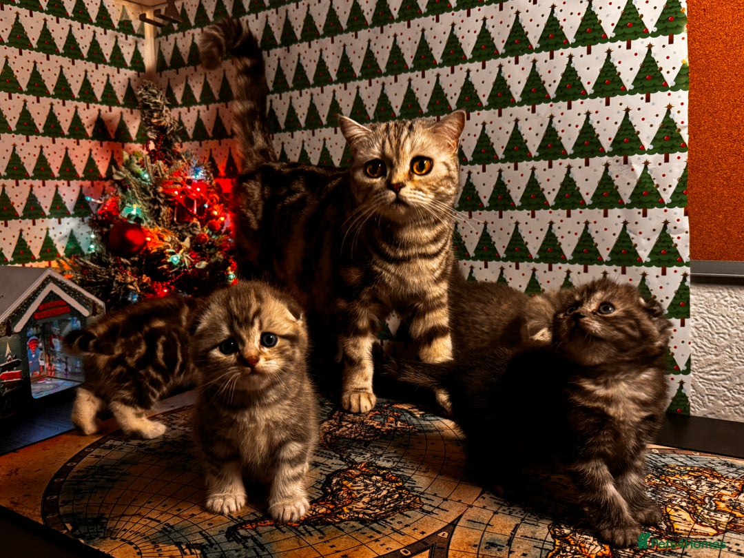 Scottish Fold cats for sale: 4 Beautiful Scottish Fold Kittens - Advert 1