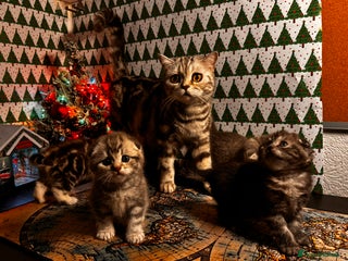 Scottish Fold cats 4 Beautiful Scottish Fold Kittens - Advert 3