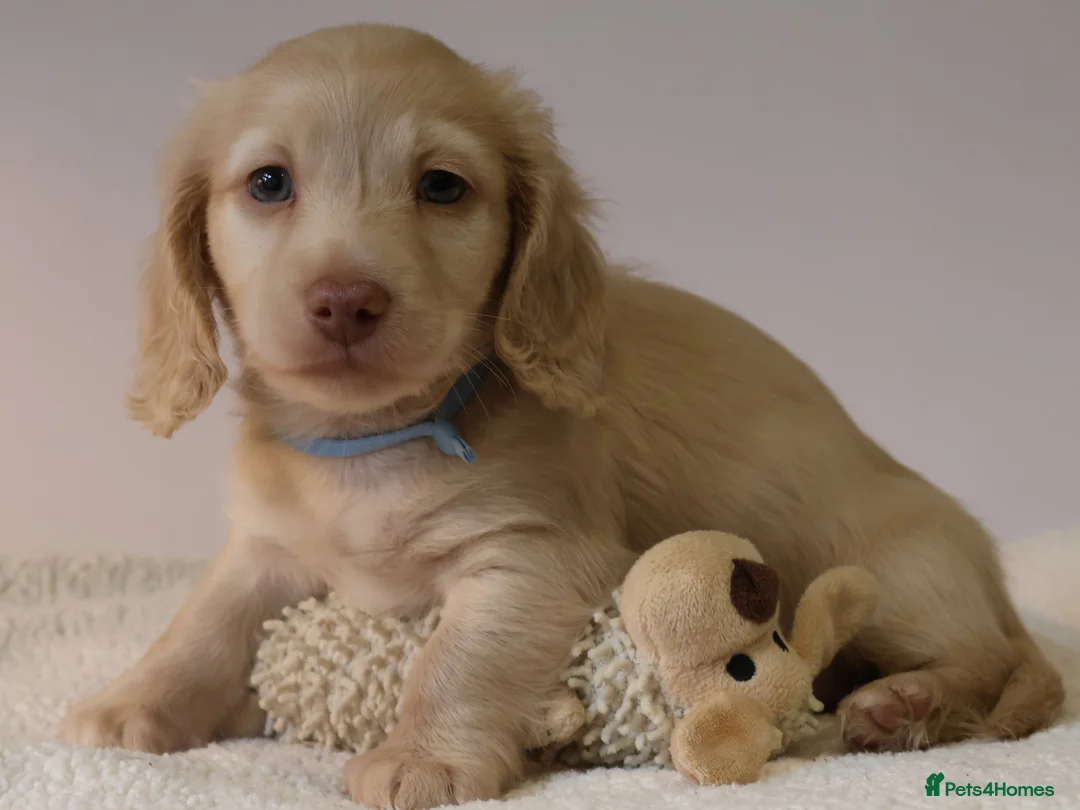 Miniature Dachshund dogs for sale: 5*Licensed+CREAMLONGHAIR+KCreg+PRACLEAR+Vetchecked - Advert 8