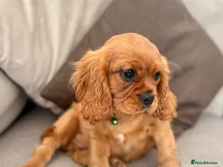 Cavalier King Charles Spaniel dogs Adorable Kennel club registered ruby male - Advert 6