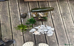 Terrapin reptiles for sale: Terrapins - Image 16