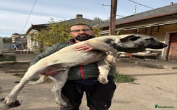 Anatolian Shepherd dogs for sale: Anatolian Shepherd(Malakli) - Image 14