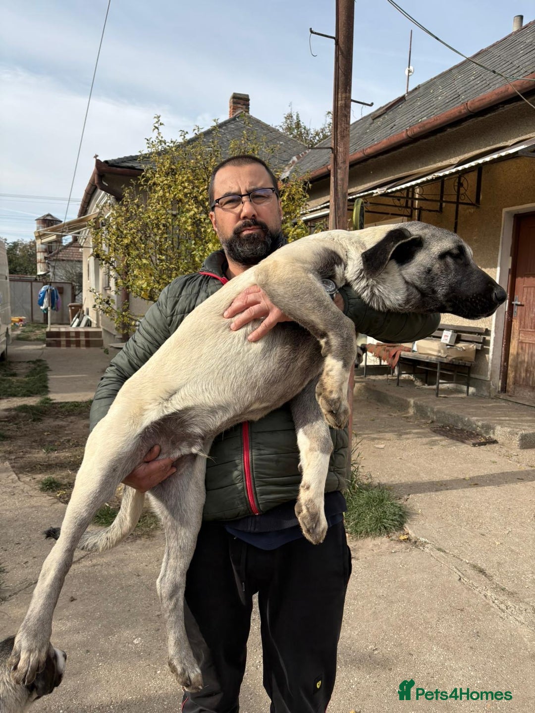 Anatolian Shepherd dogs for sale: Anatolian Shepherd(Malakli) - Image 14