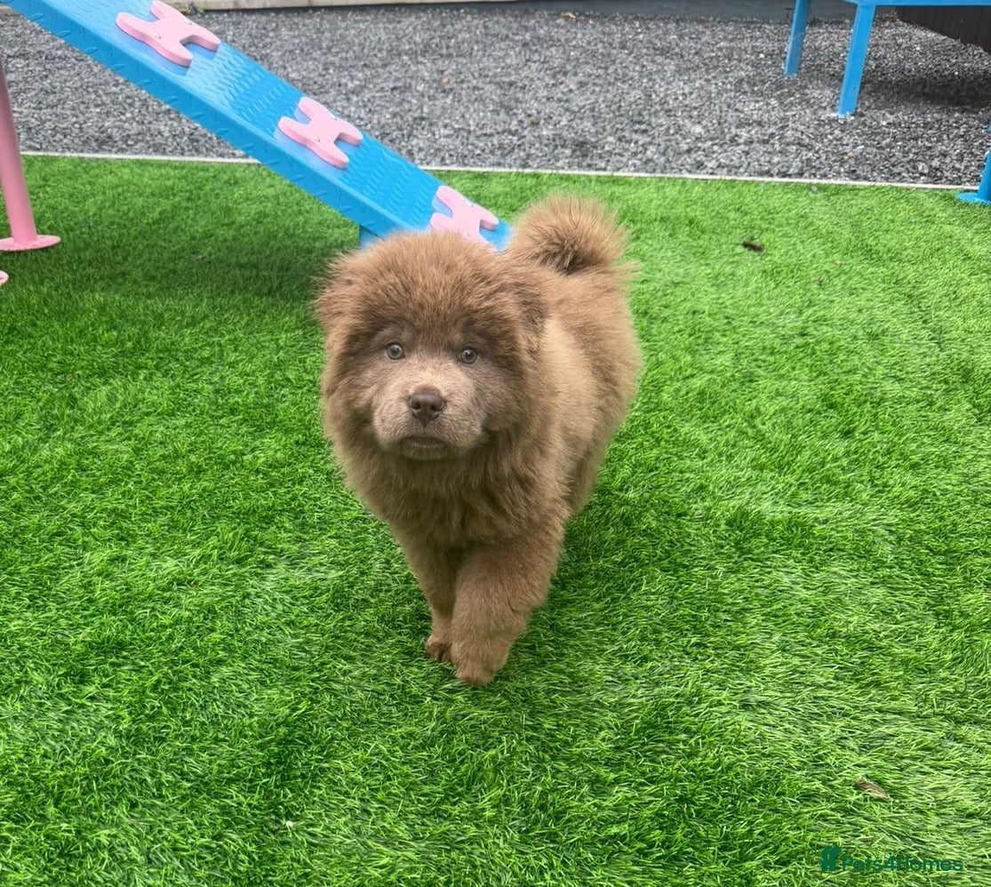 Chow Chow dogs Stunning rare lilac male chow chow puppy for sale  - Advert 1