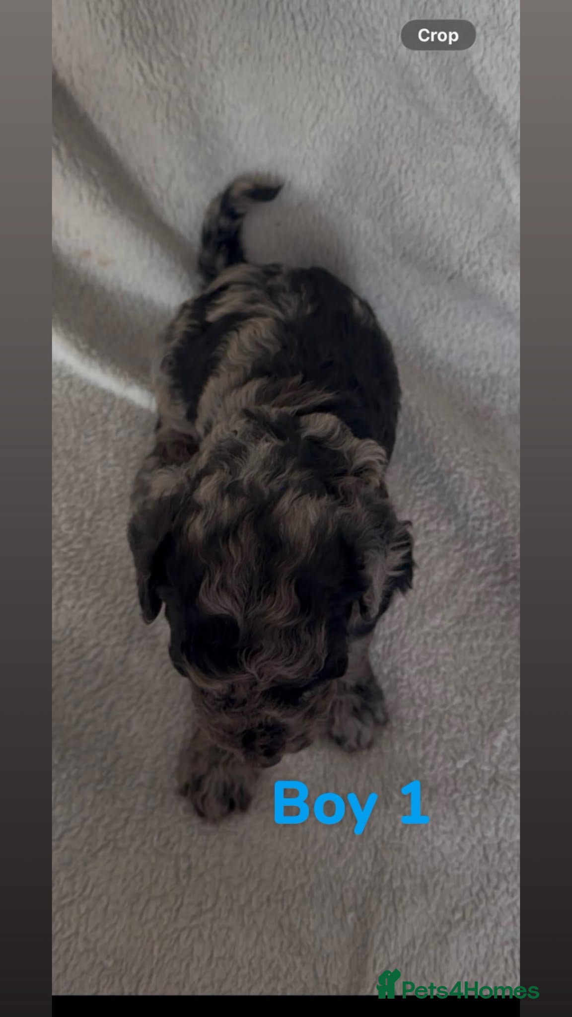 Mini Goldendoodle dogs  Beautiful Miniature golden puppies puppies ready - Advert 2