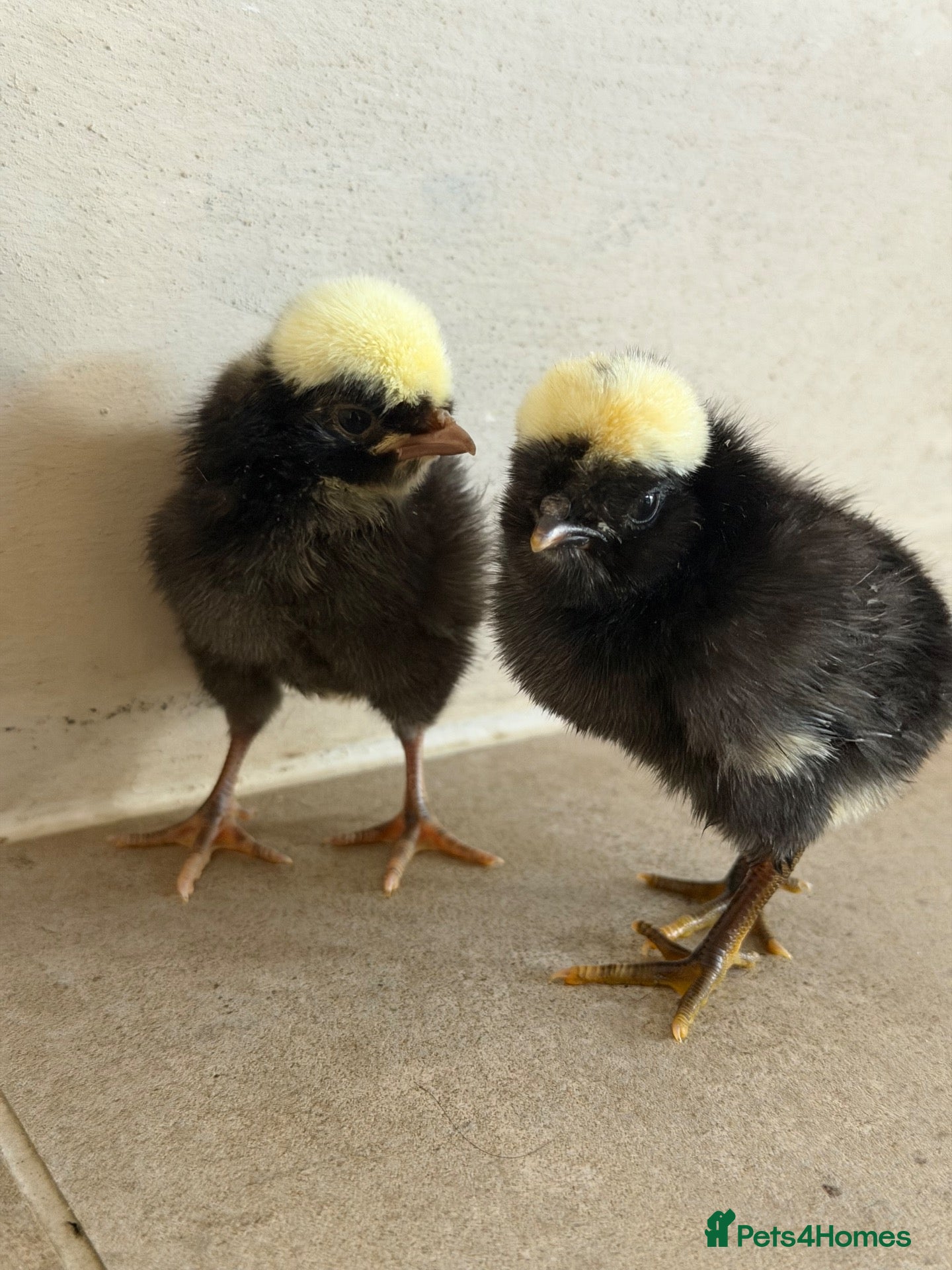 Chickens poultry Chicks for sale  - Advert 8