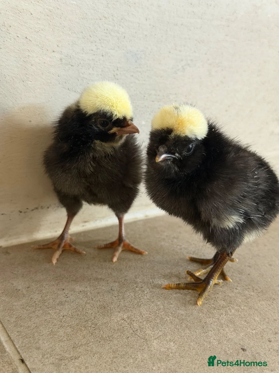 Chickens poultry for sale: Chicks for sale  - Advert 1