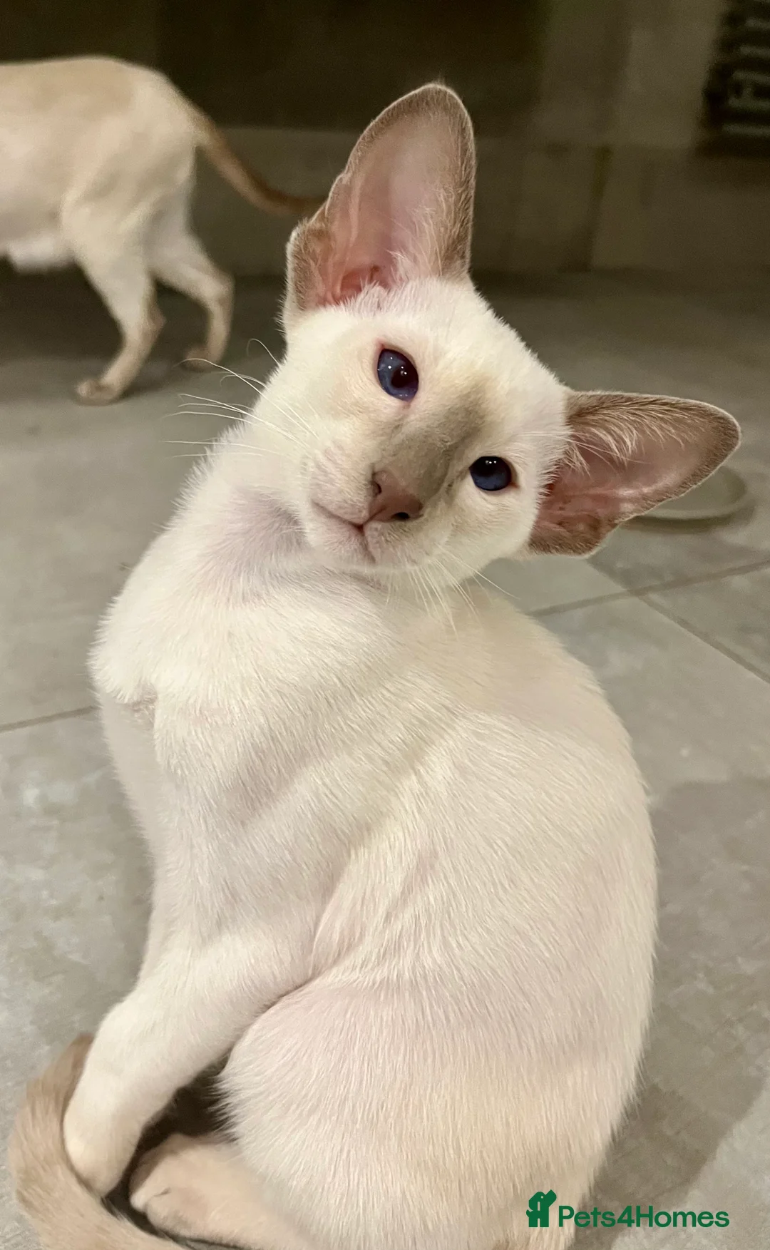 Siamese cats for sale: Supreme Pedigree Siamese kittens GCCF registered  - Advert 23