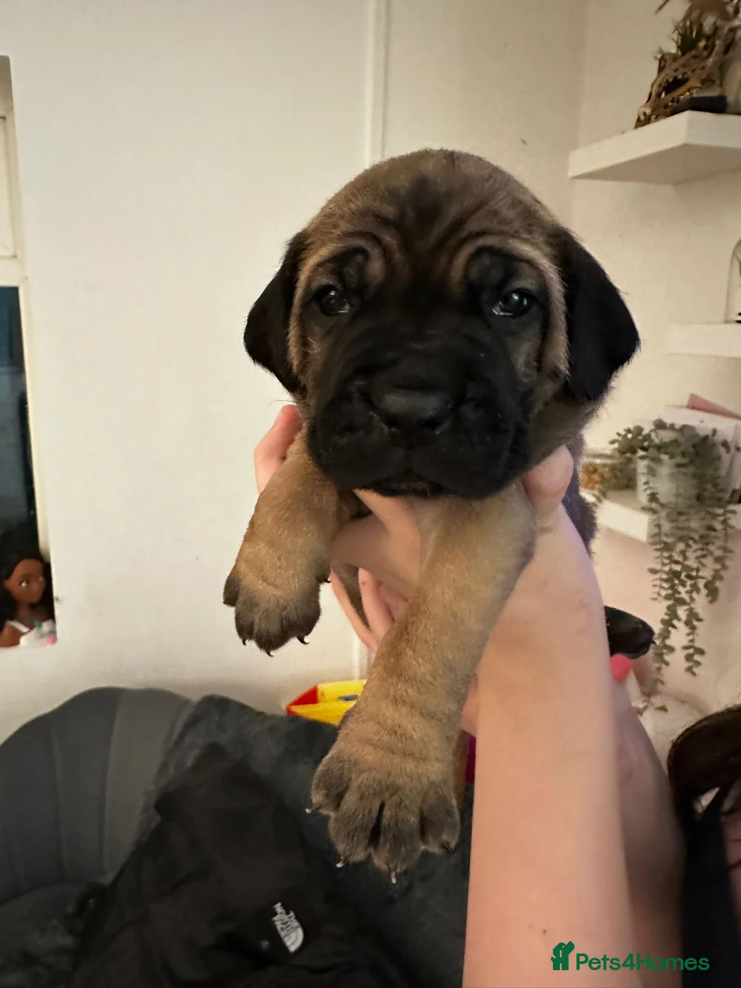 Cane Corso dogs for sale: Ready to go Thursday 2boys 1girl cane Corso pups - Advert 26