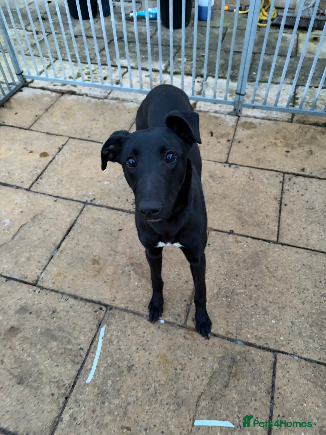 Mixed Breed dogs for sale: Whippet/ greyhound/ Bedlington/ greyhound  - Advert 5