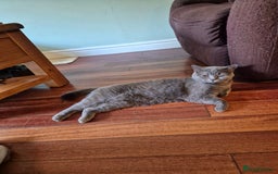 British Shorthair cats for sale: High pedigree British blue - Image 5