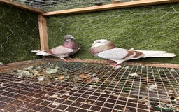 Pigeons birds for sale: Pigeons for sale - Image 19