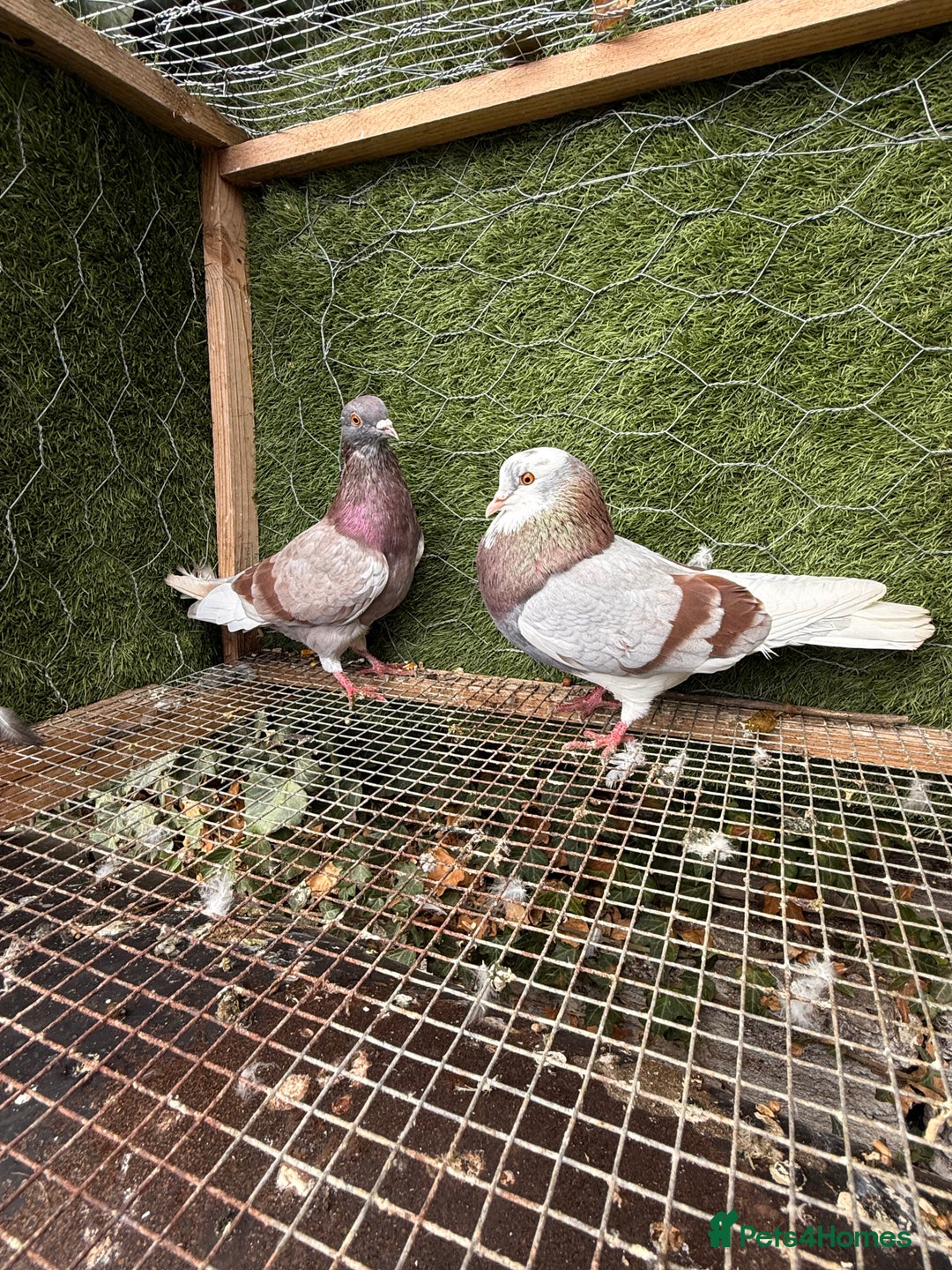 Pigeons birds for sale: Pigeons for sale - Image 19